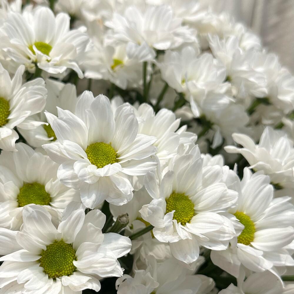 Букет «Летняя свежесть» – дыхание лета в белых хризантемах Новокузнецк Кемеровская область