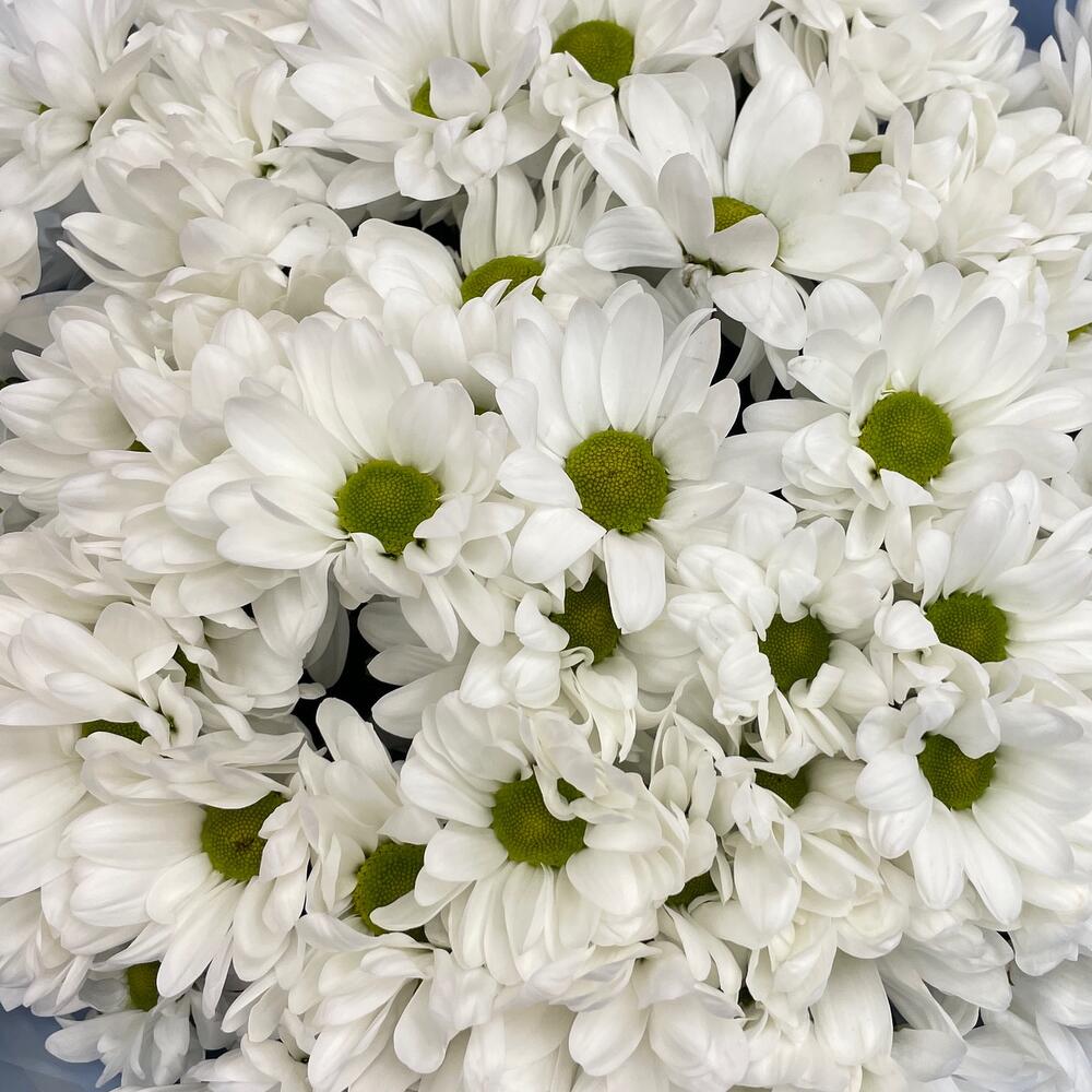 Букет «Ромашковое поле» – свежесть белых хризантем Новокузнецк Кемеровская область